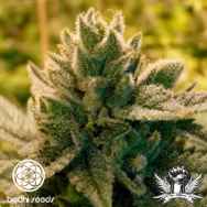 Bodhi Seeds Love Triangle